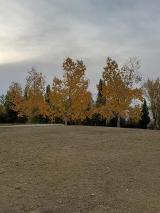 Photo of three trees with orange and yellow fall leaves on them. 